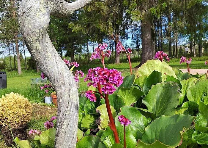 度假居 Postin Talo *